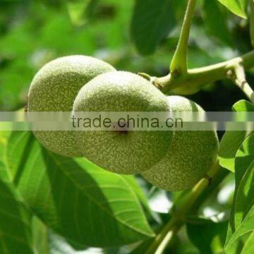 Food Oil Factory Supply Oil Capsules Walnut Oil Softgel Capsules photo-2