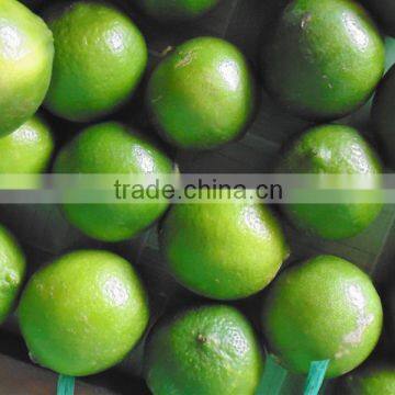 VIET NAM FRESH LEMON