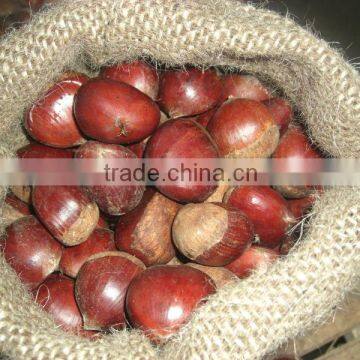 Import Fresh Chestnut