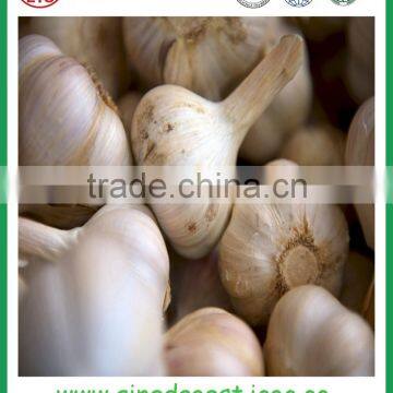 Jinxiang Garlic Contact me photo-3