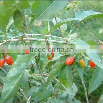 BNP Supply HACCP ISO HALAL 100% Goji Natural & High Quality Goji Juice Concentrate