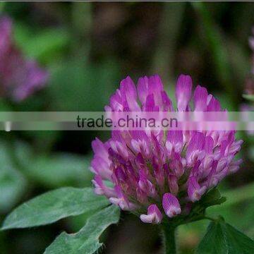 Red Clover Extract Powder