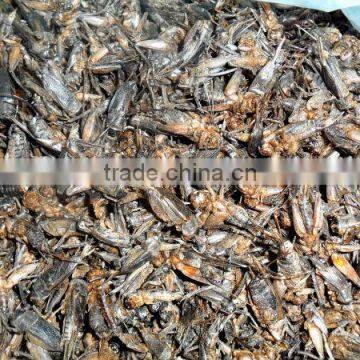Freeze Dried Crickets, Bird & Reptiles Pet Food photo-4