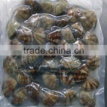 11-20 WITH-SHELL CLAM BABY CLAM FROZEN AND VACCUM PACK