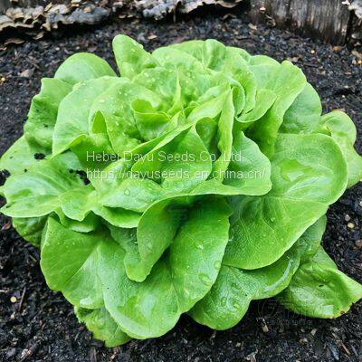 Loose Leaves Cream Lettuce Loose Leaf Lettuce Seeds Chinese Lettuce Seeds For Sale photo-2