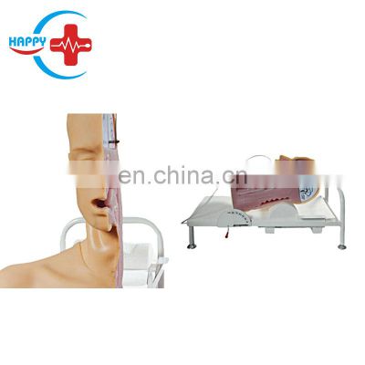 HC-S119 Competitive price Advanced swallowing mechanism model in medical nursing