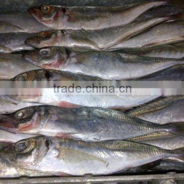 price frozen horse mackerel BQF