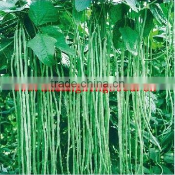 Chinese Seeds Bean Seeds SX Cowpea Seeds No.1406