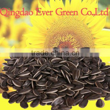 chinese Black Sunflower Seeds new crop