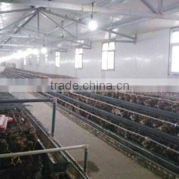 Commerial automatic chicken cage