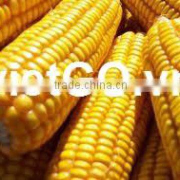 Yellow Maize From New Crop photo-2