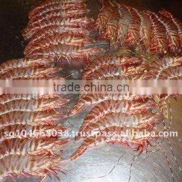 AUSTRALIAN WILD CAUGHT TIGER SHRIMP HOSO