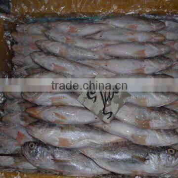 FROZEN SILVER CROAKER, T.T CROAKER, YELLOW CROAKER FISH photo-3