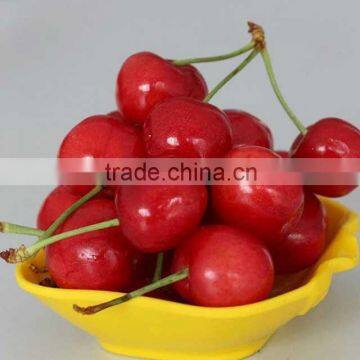 import china products fresh cherry high quality bagged