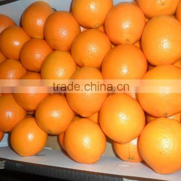 navel orange