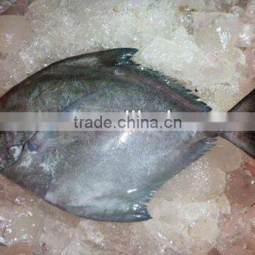 frozen black pomfret fish