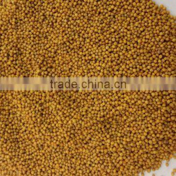 Yellow Mustard Seed