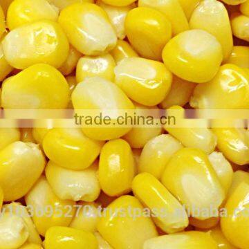 Non Cut Frozen Yellow Sweet Corn