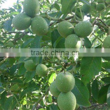 Walnut Saplings Available... photo-5