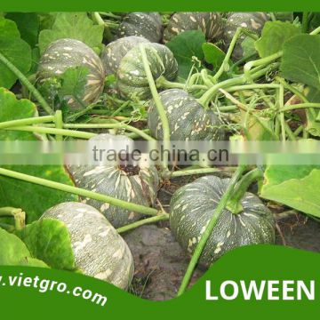 High Yield F1 Hybrid Pumpkin Seed - LOWEEN 160