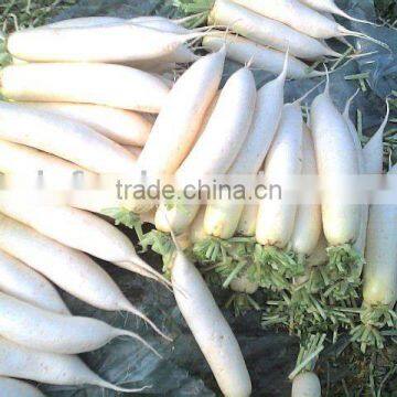 Fresh White Radish,Chinese radish,fresh radish