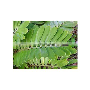 Zamia furfurea Cardboard Palm