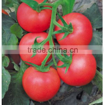 Hybrid F1 Vigorous Growth Good Firmness Pink Tomatoes Seeds For Growing- Sky Fortune 365