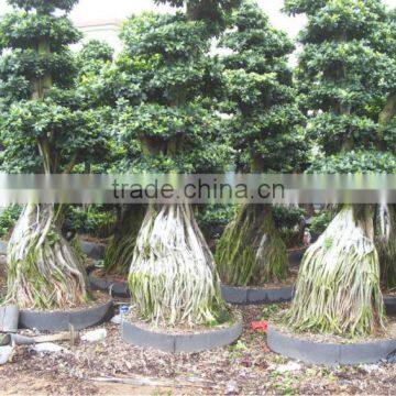 Live Ficus Microcarpa Big size medium small size shaped outdoor bonsai plants