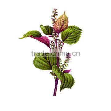 100% Natural Organic Perilla Seed Oil From China Manufacturer photo-5