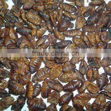 Dried silkworm Pupa Fish&Retile Food