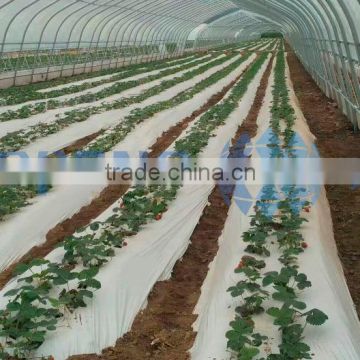 High low tunnel vegetable film greenhouse