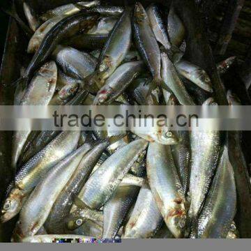 BQF Forzen Whole Sardine Mauritania