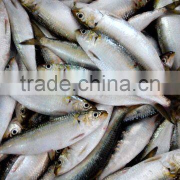 Frozen Sardine for Canning photo-2