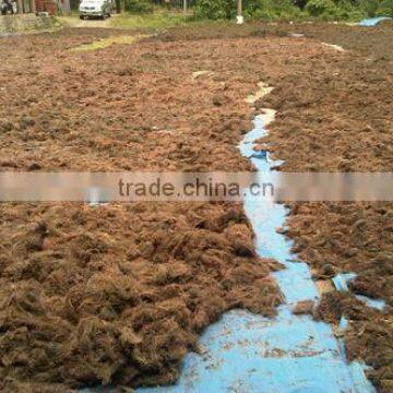 Gracilaria, Euchema Spinosum And Cottoni Seaweeds photo-3