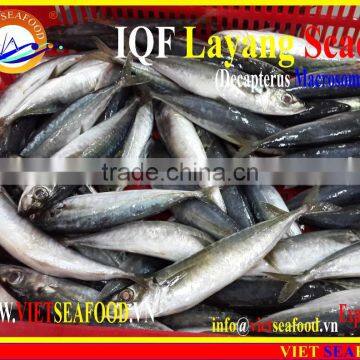 IQF LAYANG SCAD WHOLE ROUND photo-3