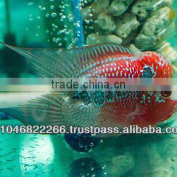 Flowerhorn Fish Farm and Wholesale in Thailand photo-3