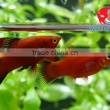 Red Wagtail Platy Bleeding Farm and Export From Thailand photo-3