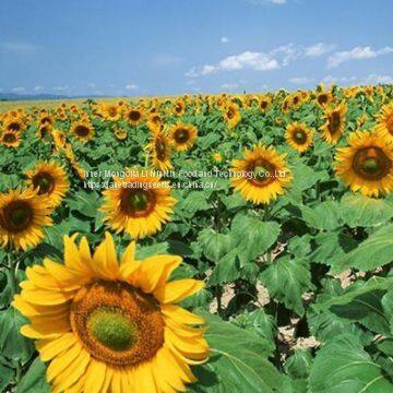 Black with White Strip Sunflower Seeds