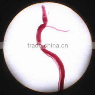 Parasitology Slides, Human Parasitolgy Slides , Biology Parasitolgy Slides photo-4