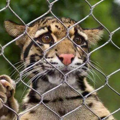 Dekorative Edelstahlseilnetze für Klettern und Zoo-Enclosures