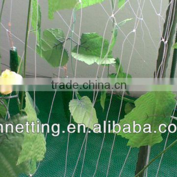 Cucumber climb netting