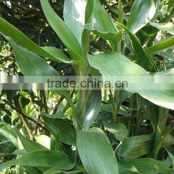 Fresh Lucky Bamboo hot sale lucky Dracaena sanderiana