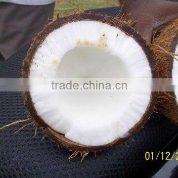 Matured Coconut For Sale From Kerala photo-2