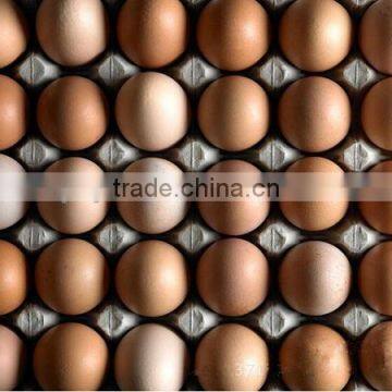 30 Eco-friendly Paper Pulp Egg Tray