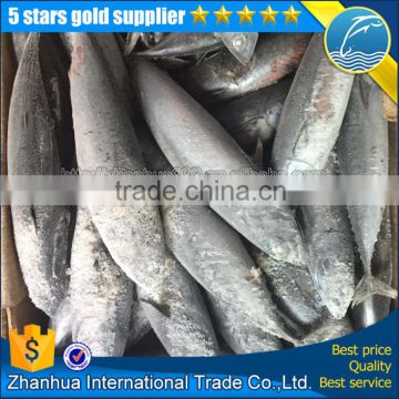 frozen whole round Euthynnus affinis bonito tuna fish import/export