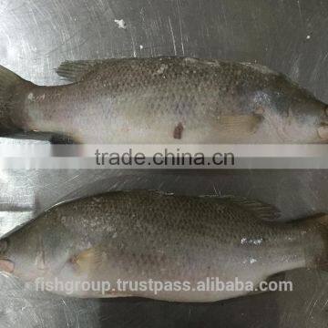 BARRAMUNDI WHOLE ROUND photo-3