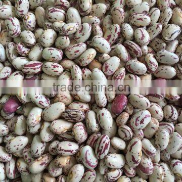 Chinese Big Size Light Speckled Kidney Beans American Round photo-2