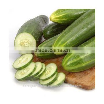 Cucumber Seed Oil