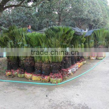 Foliage plants sago palm bonsai tree