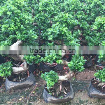 Natural plants tree wholesale S shape